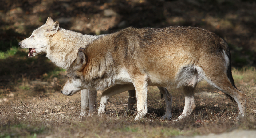 Wilk objęty całoroczną ochroną na Słowacji
