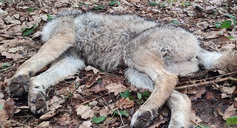 Podejrzenie skłusowania wilka na terenie Magurskiego Parku Narodowego.