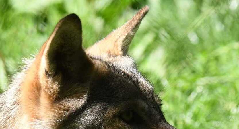 Read more about the article SŁUCH jest zmysłem zaraz po węchu najważniejszym u wilka.